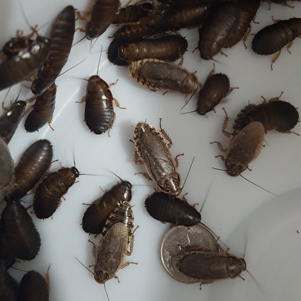 500 large woodies. (Free Shipping)