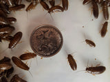 250 small woodies (Free Shipping)