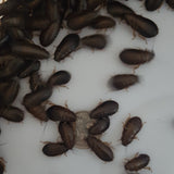 250 Medium Woodies (Free Shipping)